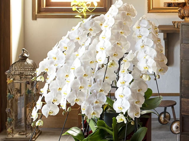 フォアスEXCLUSIVE