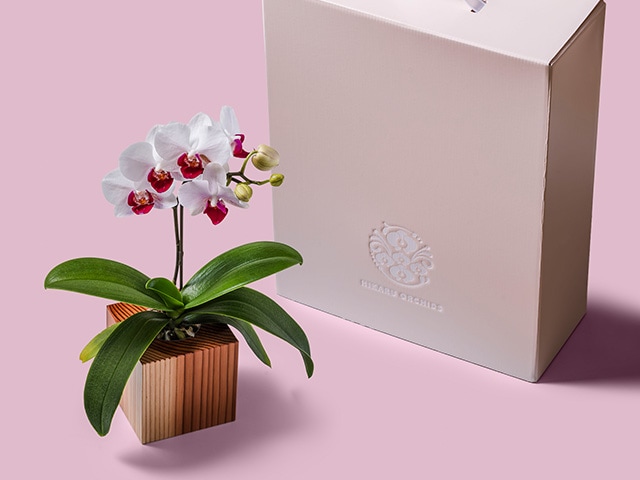 ORCHID CUBE