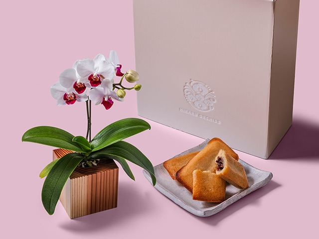 ORCHID CUBE SWEETS