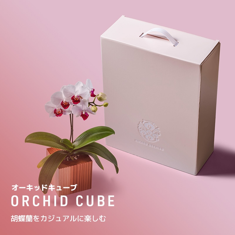 ヒカル・オーキッド｜農園直営 胡蝶蘭の通販｜立札・送料無料