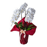 ラッピング色 レッド