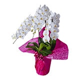 ラッピング色 ピンク