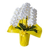 ラッピング色 イエロー