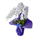 ラッピング色 パープル