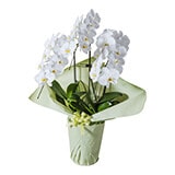 ラッピング色 グリーン