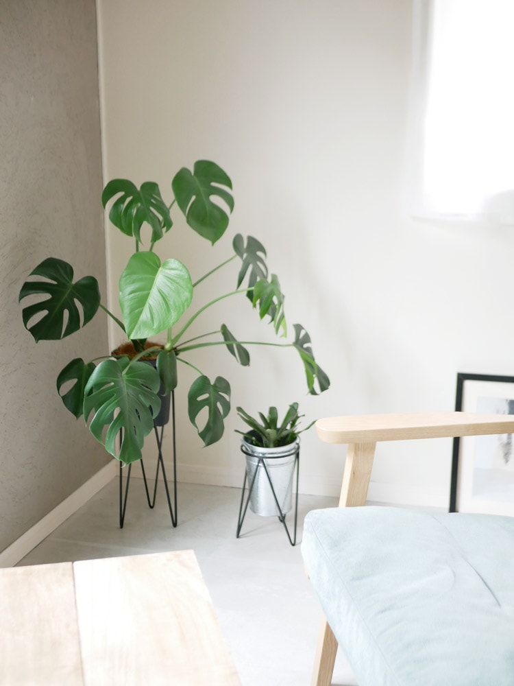 ポッシュリビングのアイアンポットスタンドとスイスチーズプラント