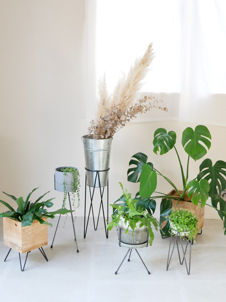 アイアン製トライポッドスタンドに置かれた多肉植物