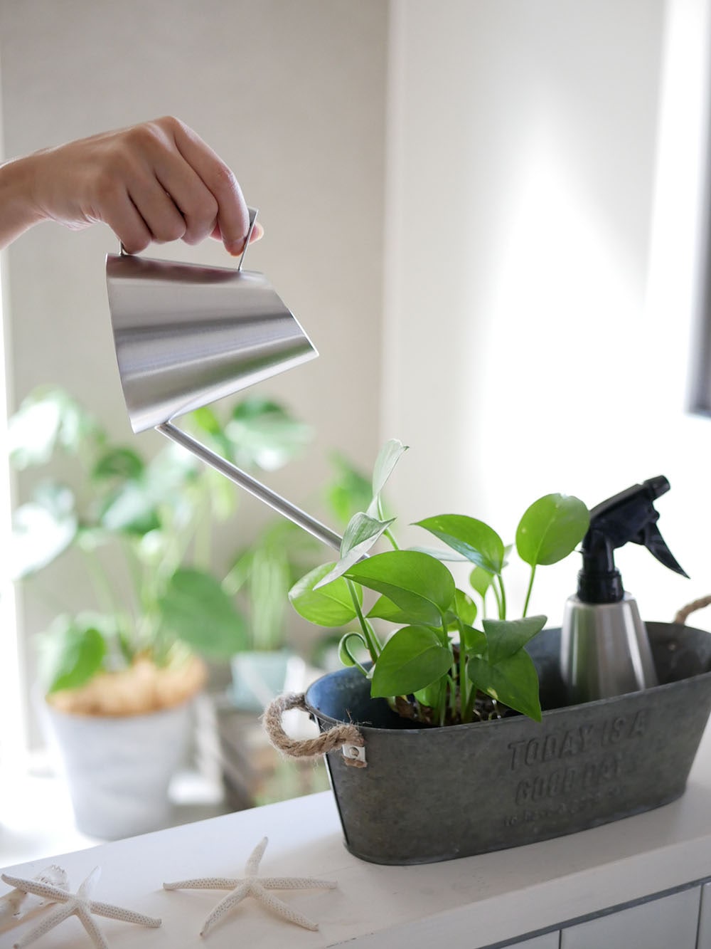 SALUSのミッテジョーロと鉢植え、ハーブが並べられたインドアガーデンの様子