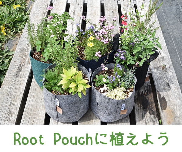 Root Pouchに植えよう