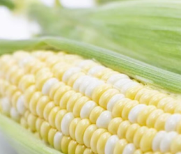 �ǻ��⸶�Ȥ�������� ���Ҥ���ɾ�� ���� ľ��� �Ҥ뤼������