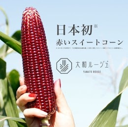 �ǻ��⸶�Ȥ�������� ���Ҥ���ɾ�� ���� ľ��� �Ҥ뤼������