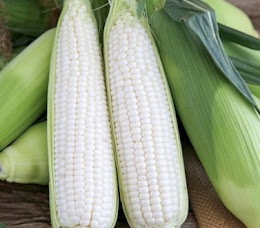 �ǻ��⸶�Ȥ�������� ���Ҥ���ɾ�� ���� ľ��� �Ҥ뤼������