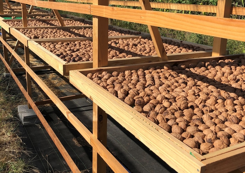 くるみ天日干し乾燥