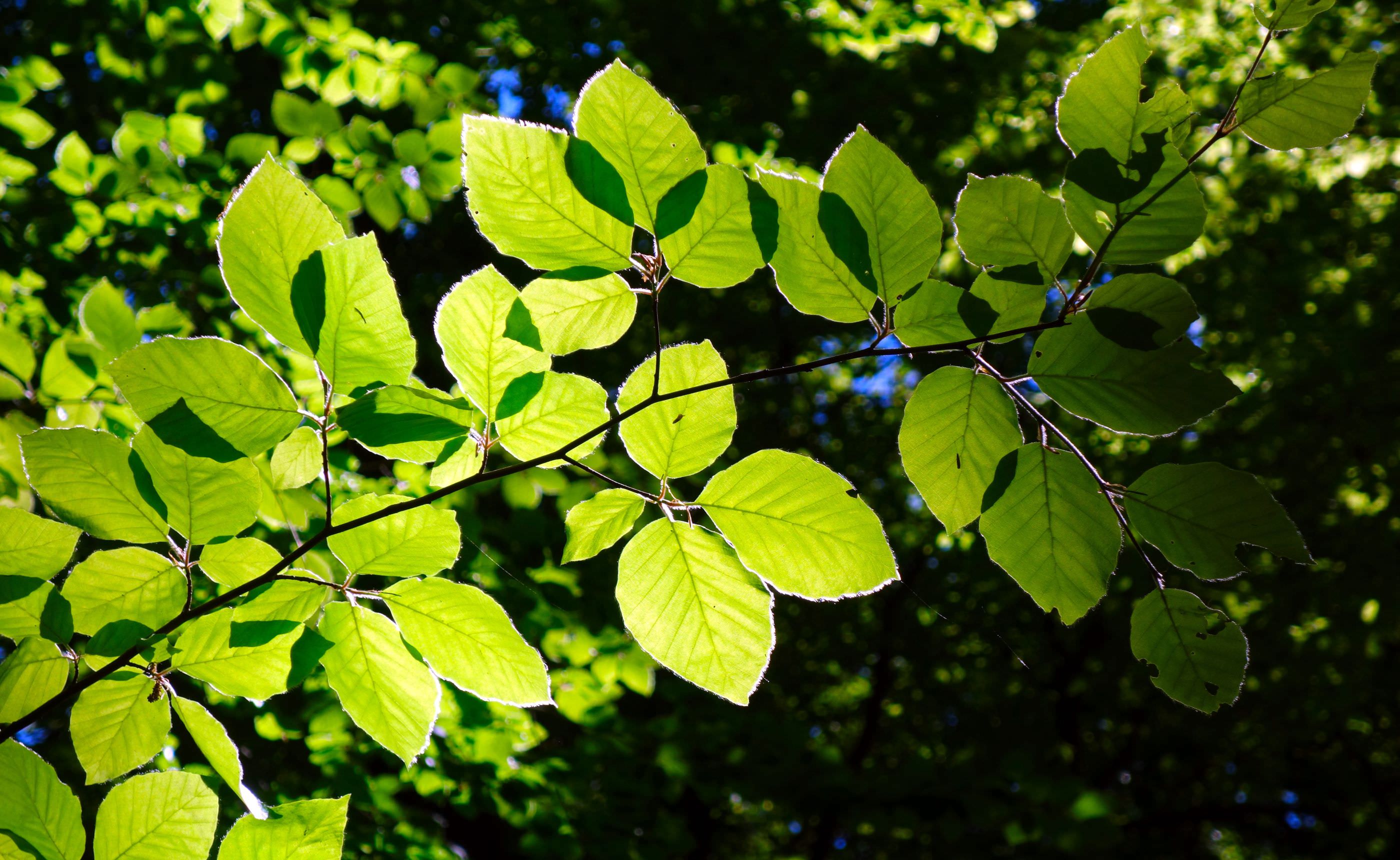 ���������Ĺ����֥�°���ա��̲��ο�