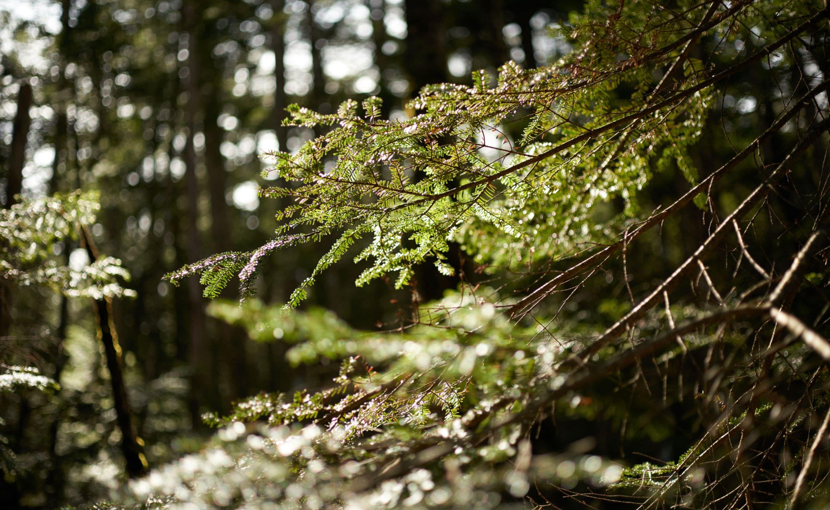 �̥���ꥫ��Φ������©����إ���å��ʥ٥��ޥġˡ��̲��ο�