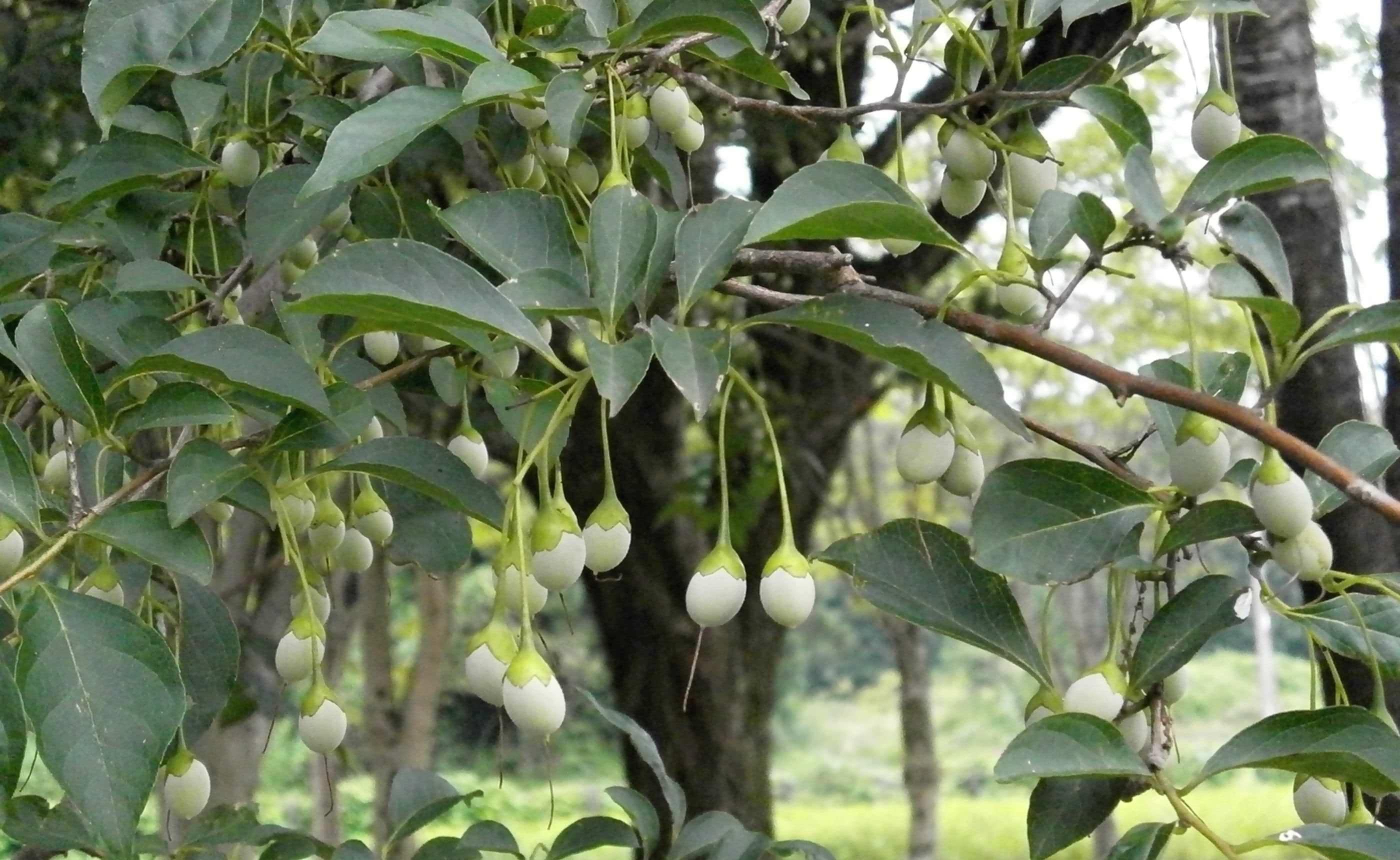 �¤����Ǥʤ��֤������������Υ� �̲��ο�