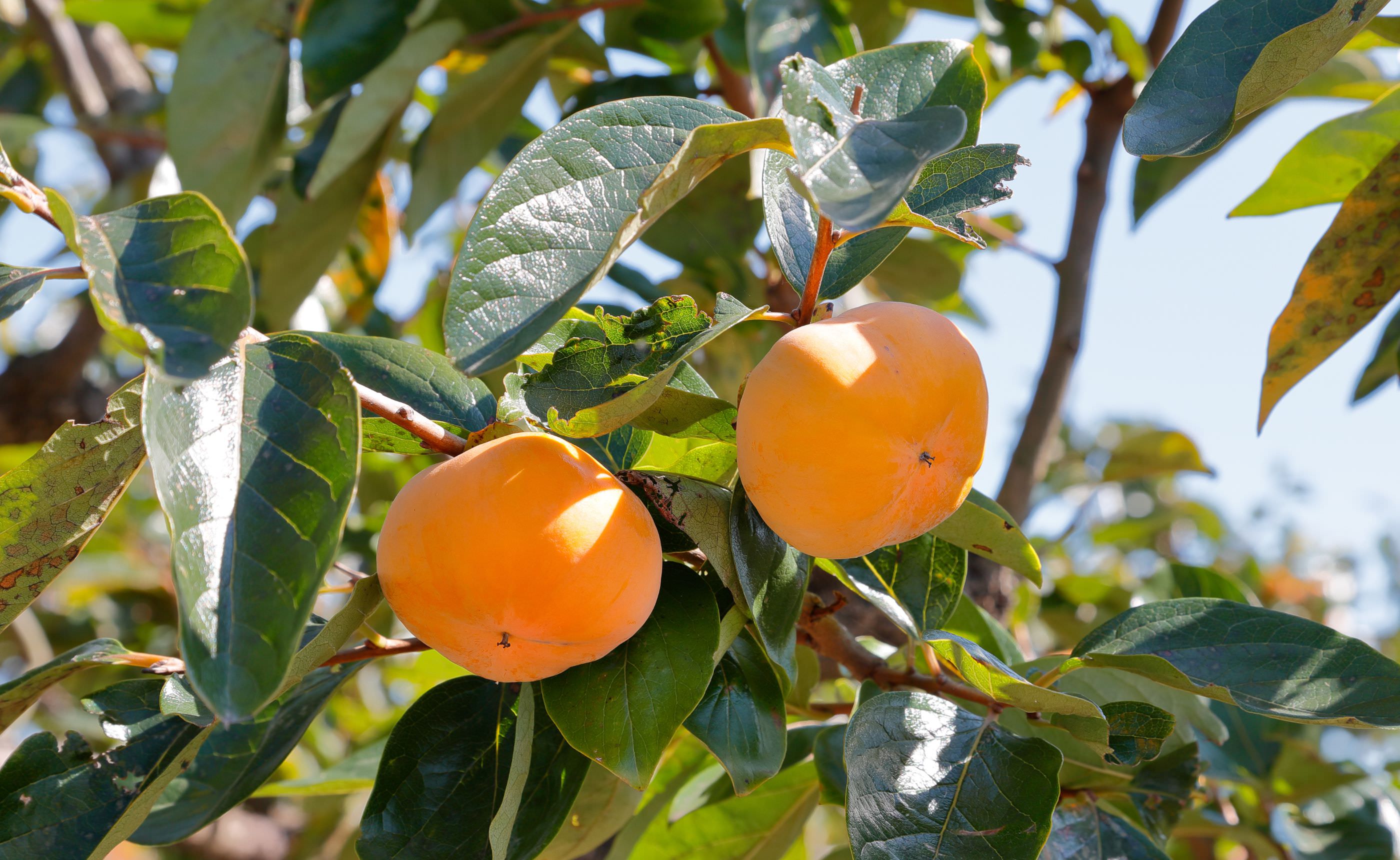 �����ڤˤϤ��Τޤ޿��٤Ƥ�Ť��¤�Ĥ����ڤȡ��³���2�����פ����� �̲��ο�