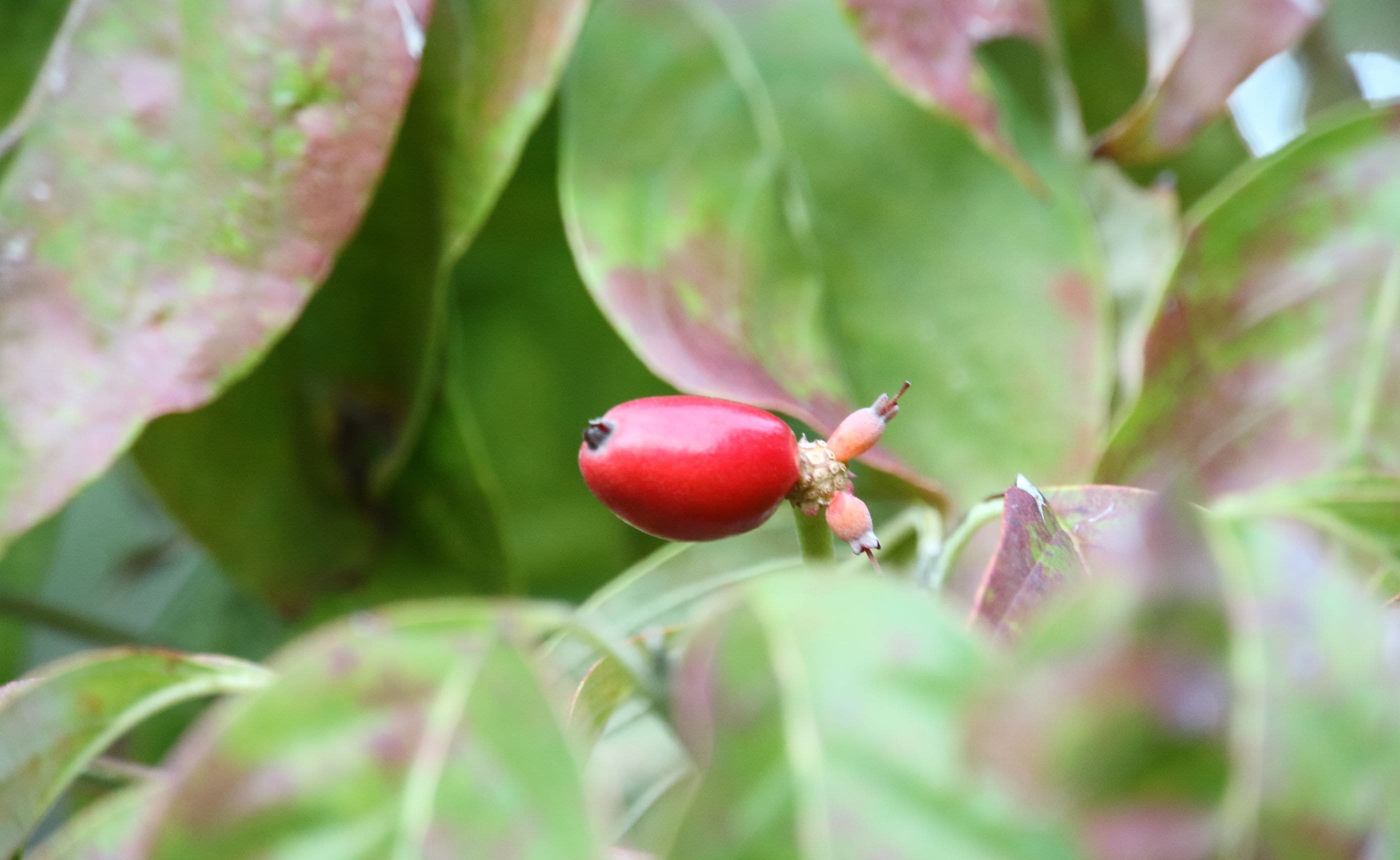 �֤��İ��餷�������ܤΥϥʥߥ����μ� �̲��ο�