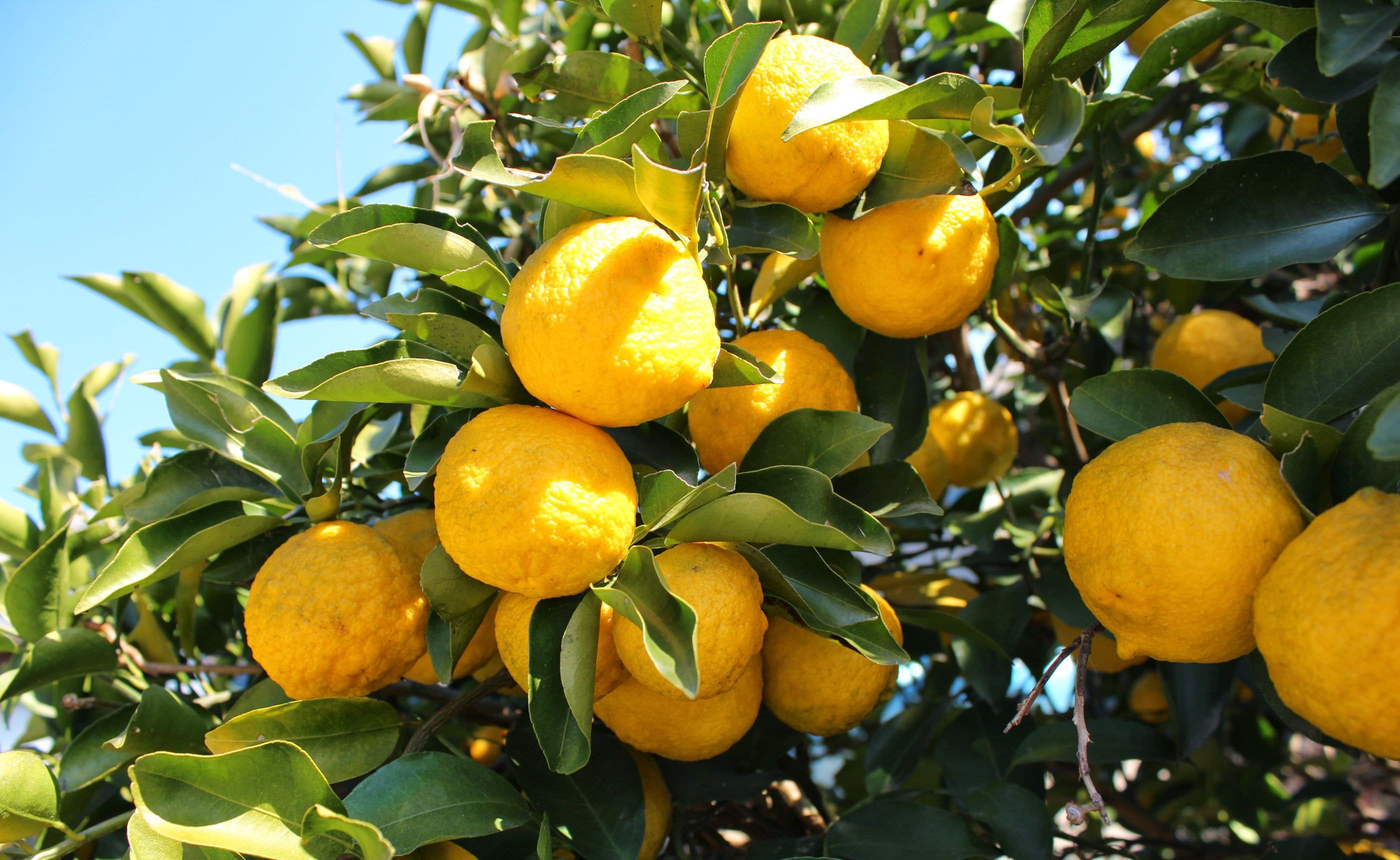 ���ѤȤ��Ƥ����Ǥʤ������ɤ����餪��Ϥ�ʤɤˤ��������楺�μ� �̲��ο�