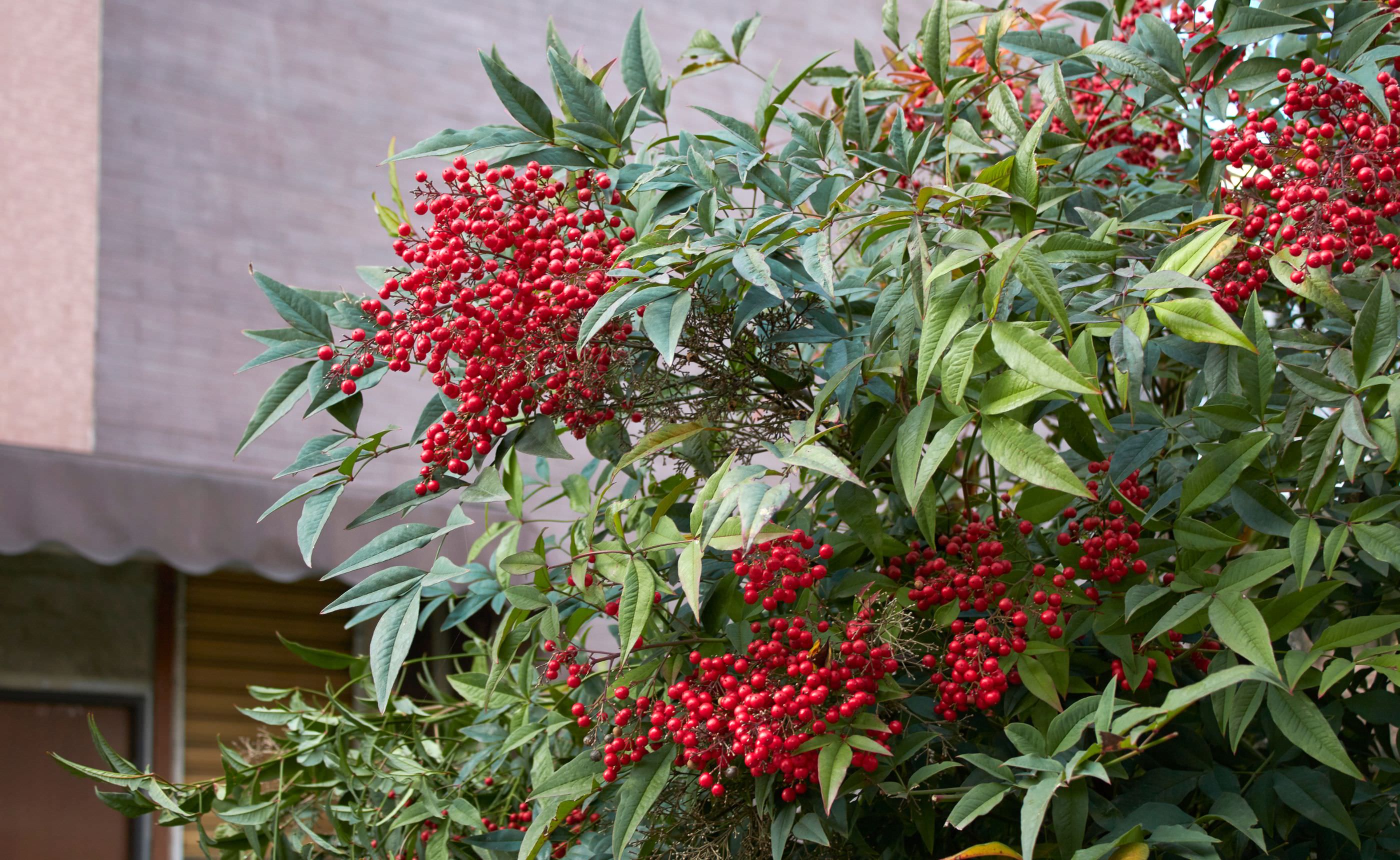 ���ž����Ȥ�����̣�Ǳﵯ�Τ����ʥ�ƥ���֤��¤�Ĥ��� �̲��ο�