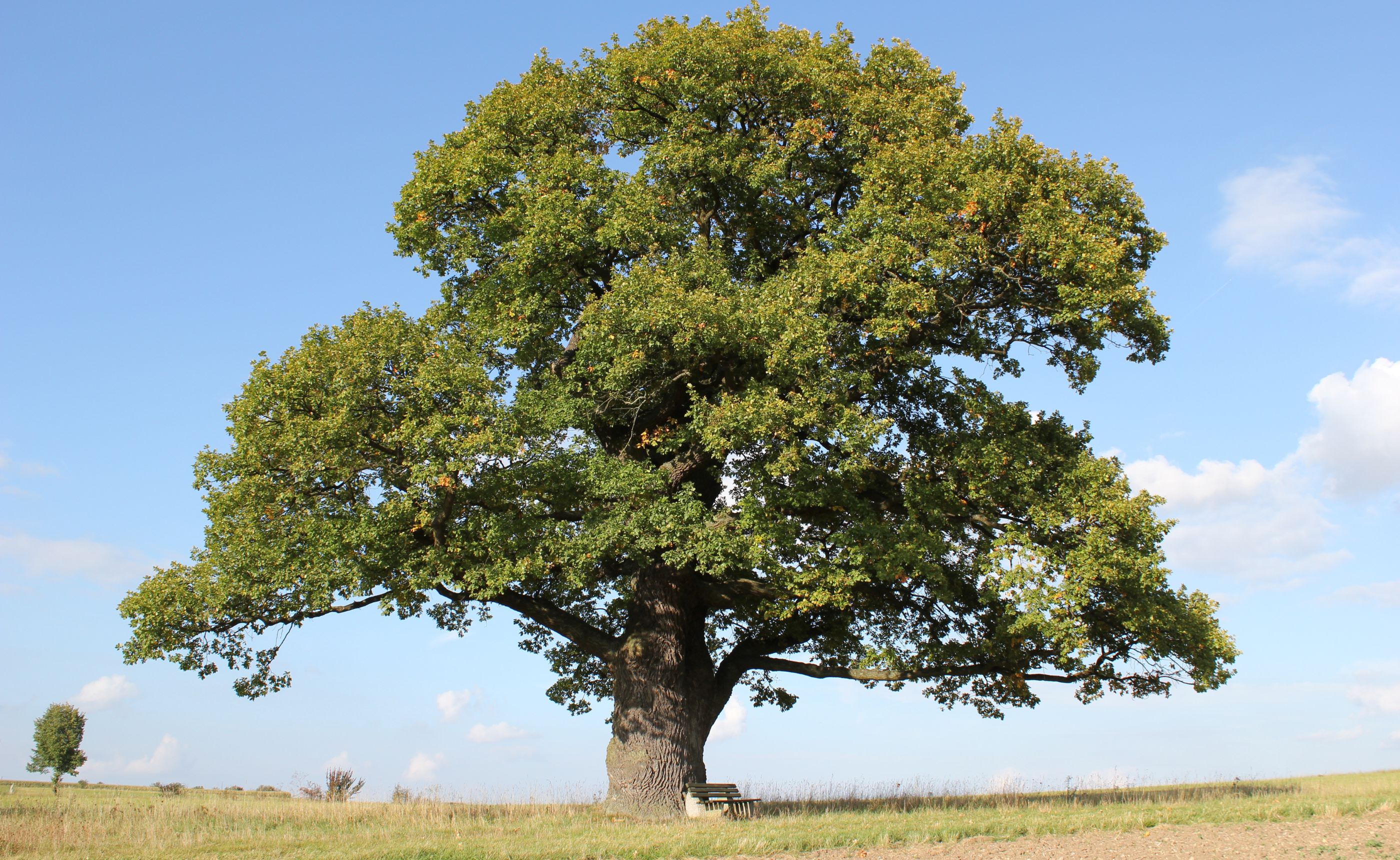 ����������ľ��3m�ˤ�ʤ��ڤ⤢�륪�������̲��ο�