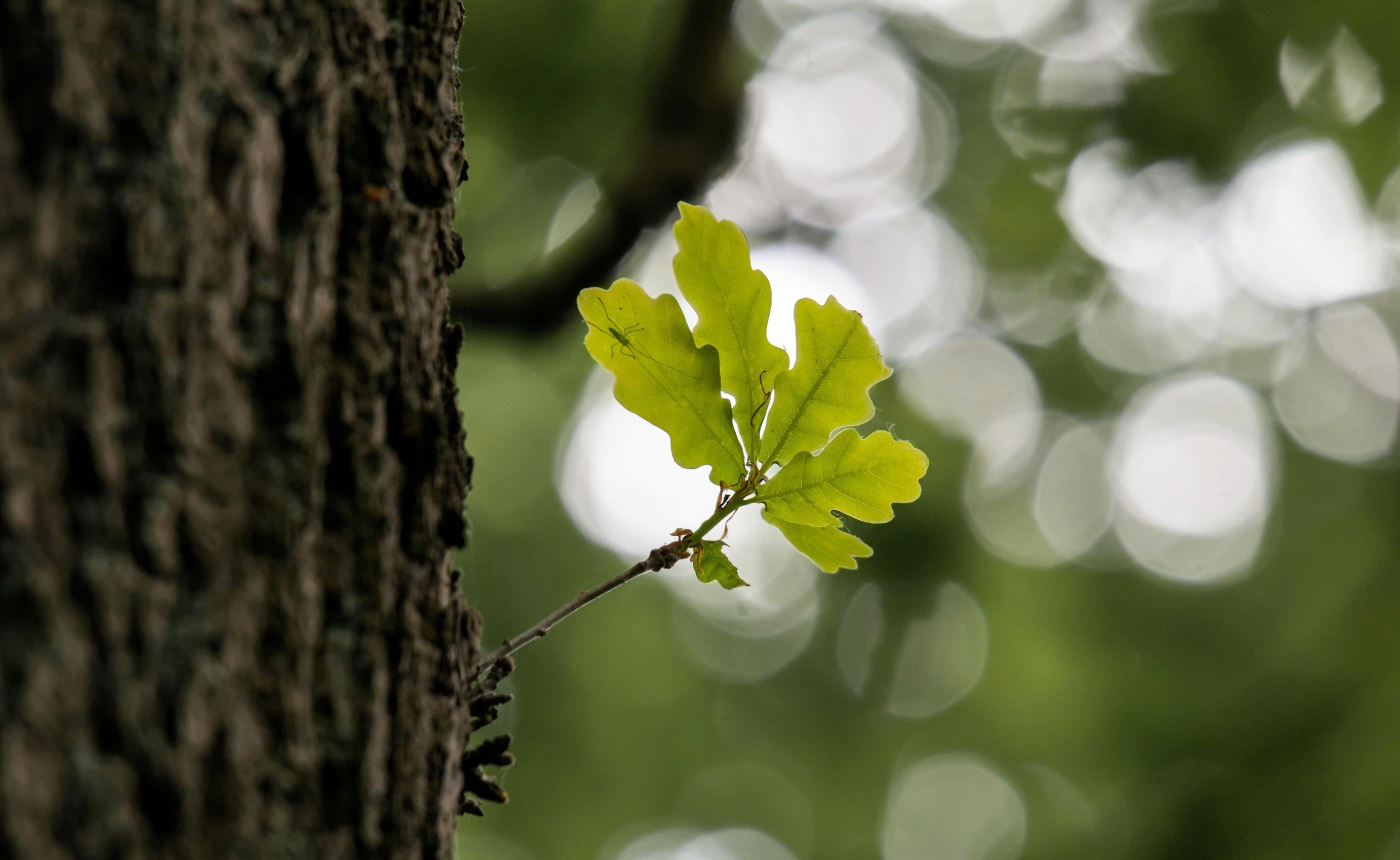 �ʤ�������Ƥ��������������餷�˼������Ƥߤ褦���̲��ο�