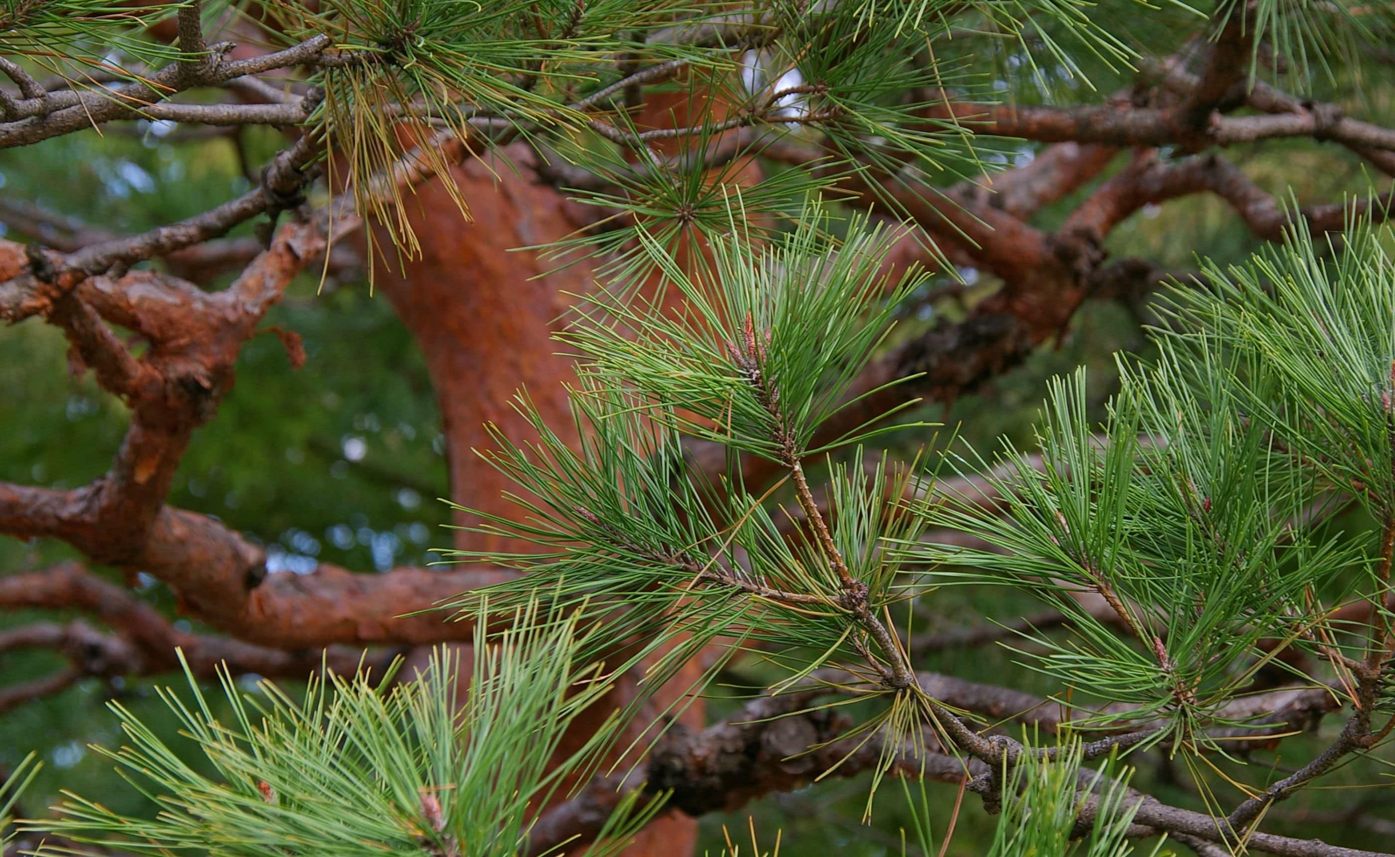 ������֤��ޥĲʤο��ռ��ʥ����ޥġˡ��̲��ο�