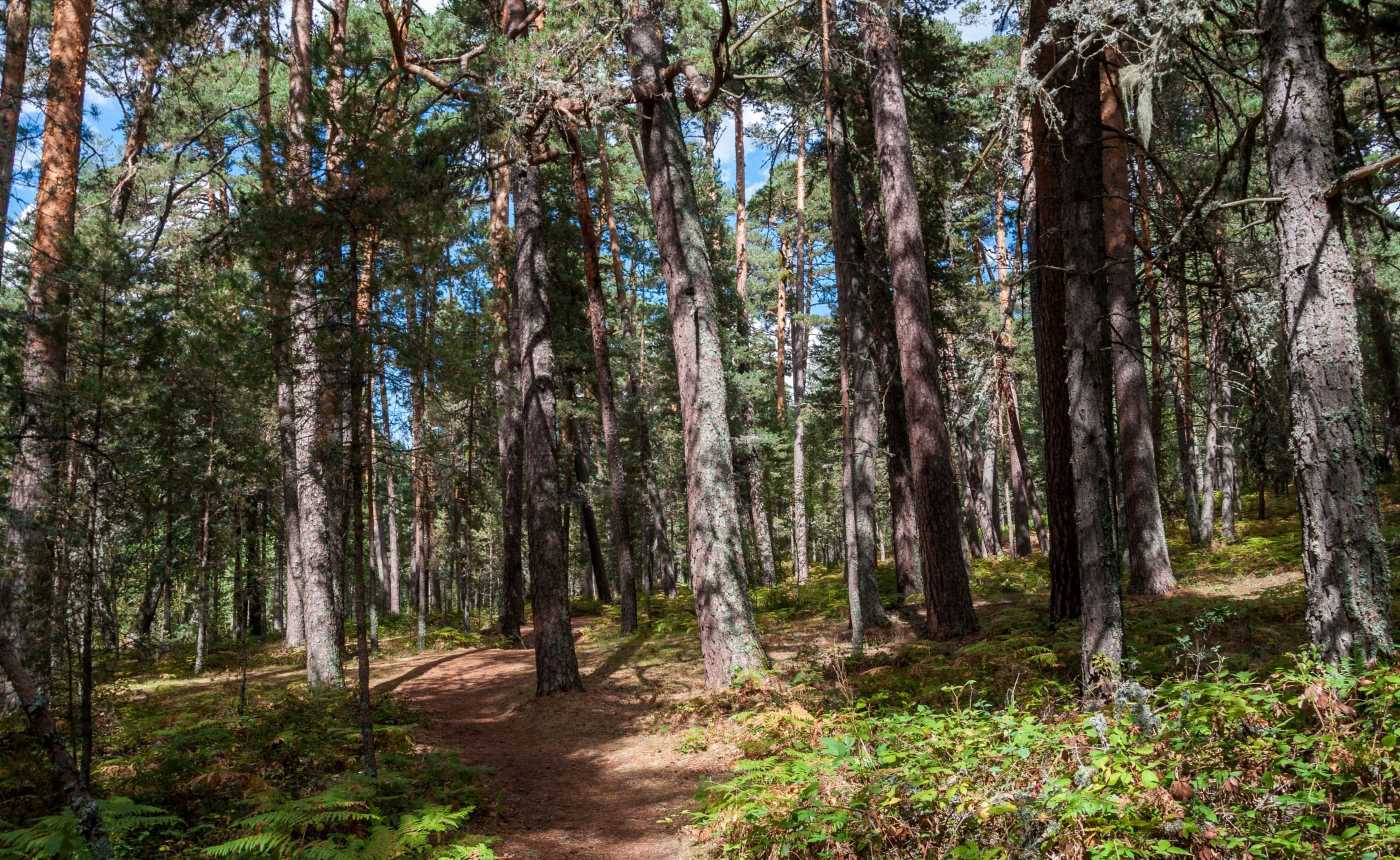 北欧の森に生えている欧州赤松　針葉樹　北欧の森
