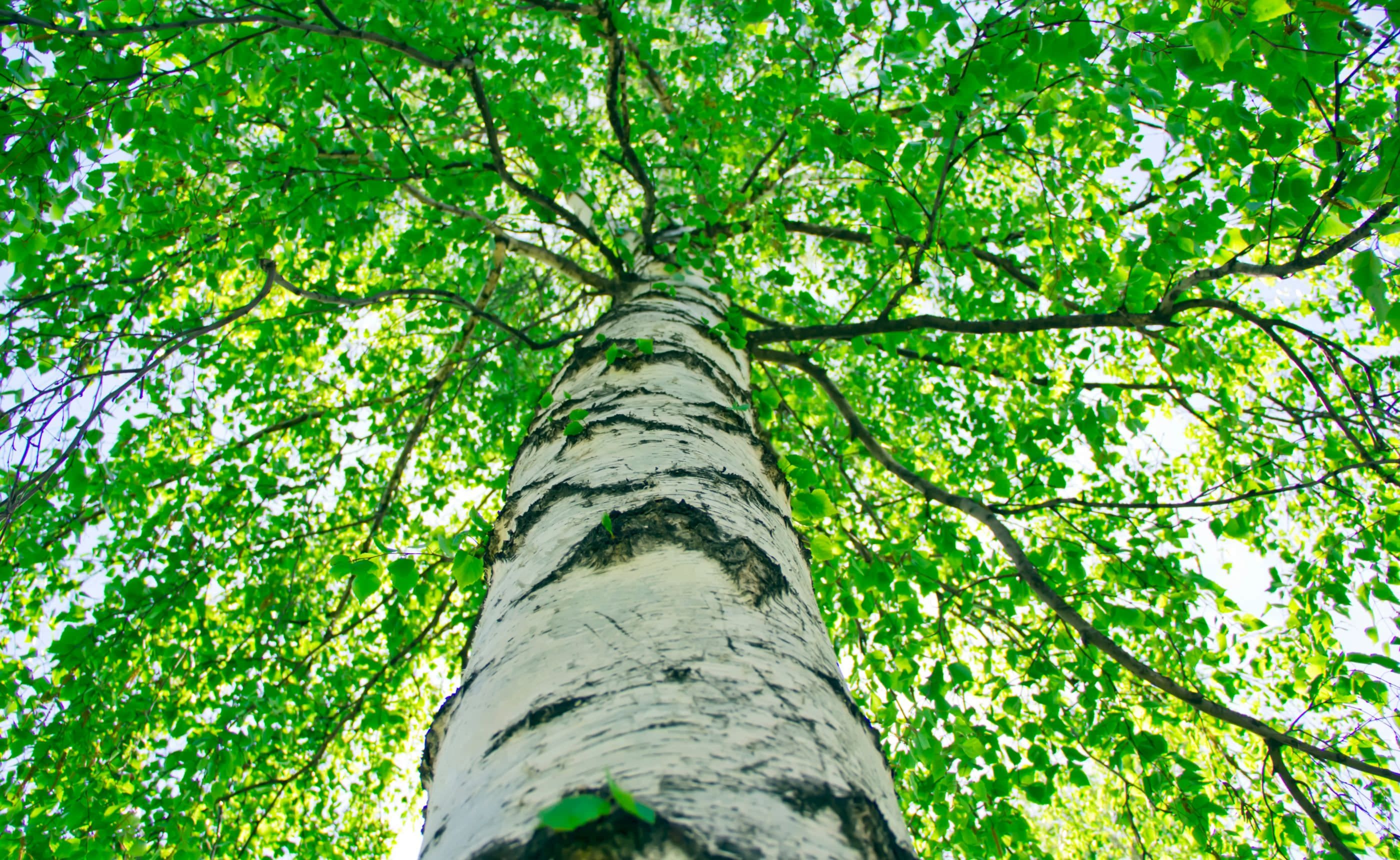 ����ȩ�����������饫�Ф��ڡ��̲��ο�