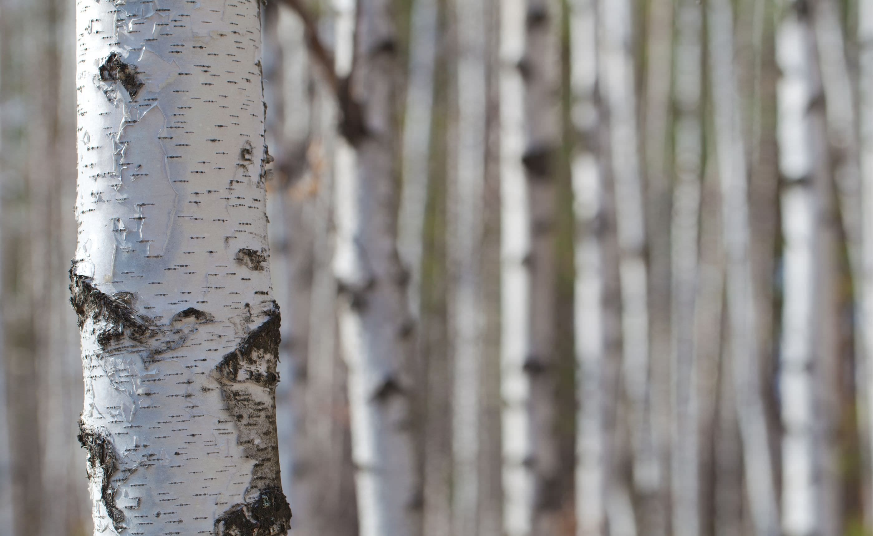 ����������Ƥ���륷�饫�Ф����٤дĶ��ˤ��ɤ��ƶ������̲��ο�