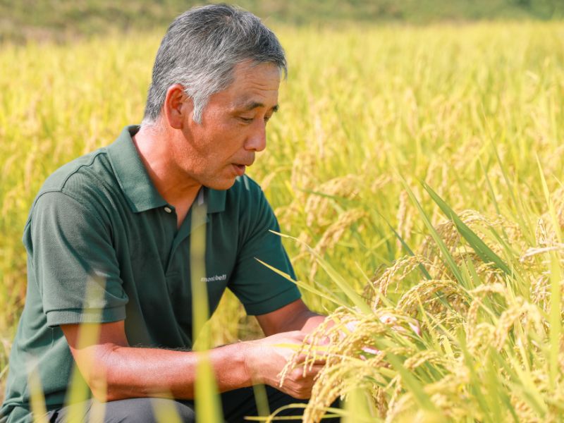 国産原料・国内製粉