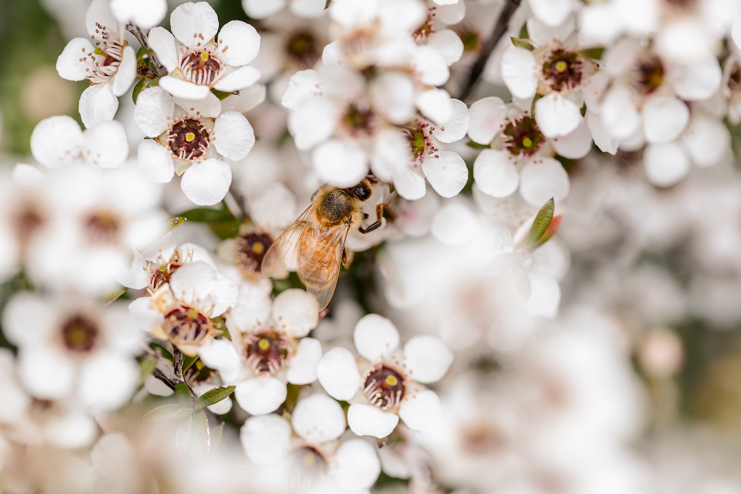 マヌカハニーの採取風景画像02