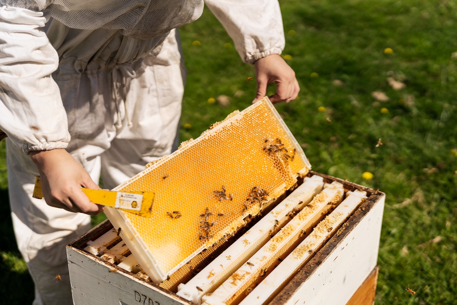 マヌカハニーの採取風景画像03