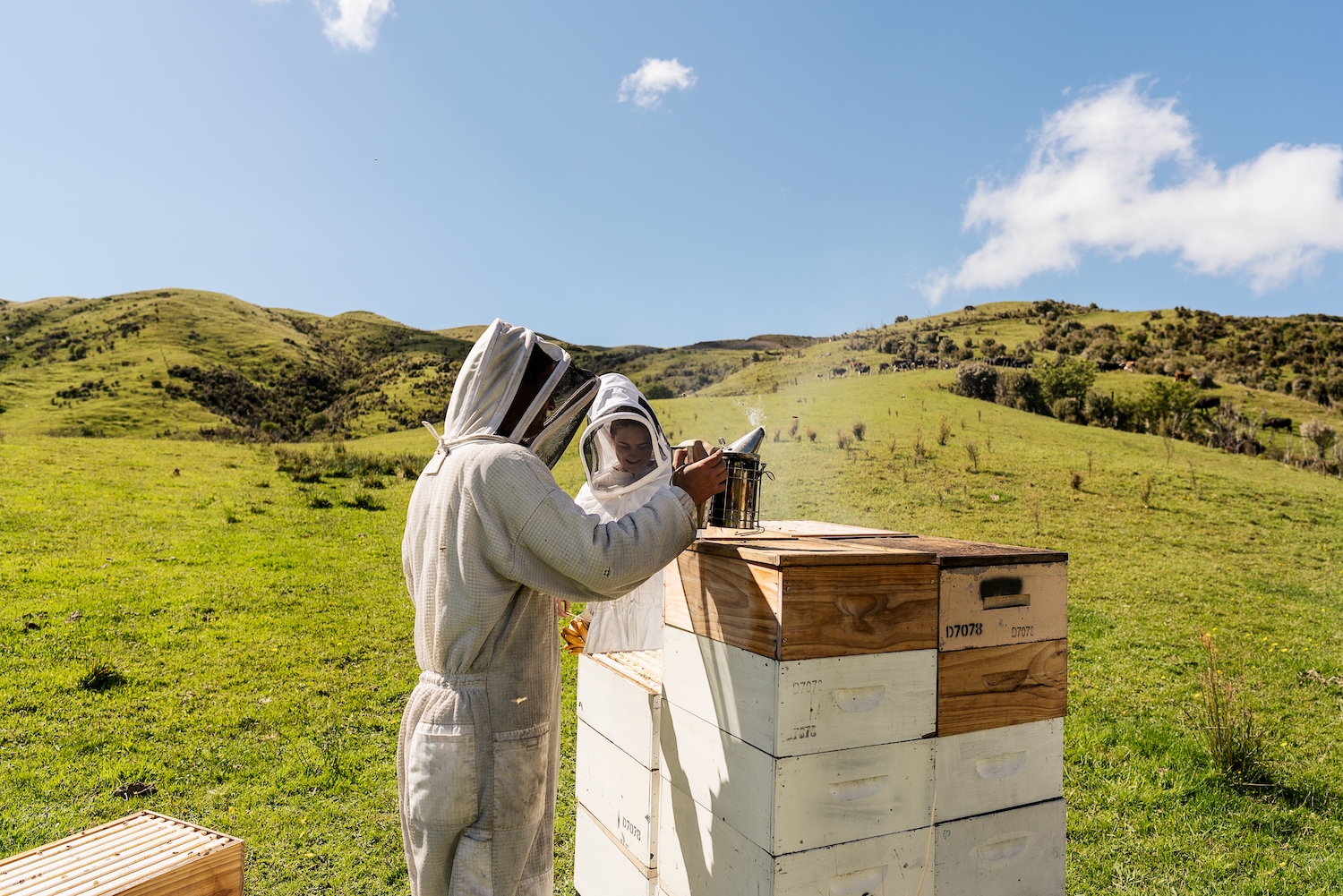 マヌカハニーの採取風景画像04