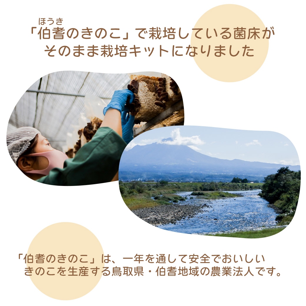 送料込】きのこ生活応援!!選べる『もりもり栽培キット』≪たもぎだけ