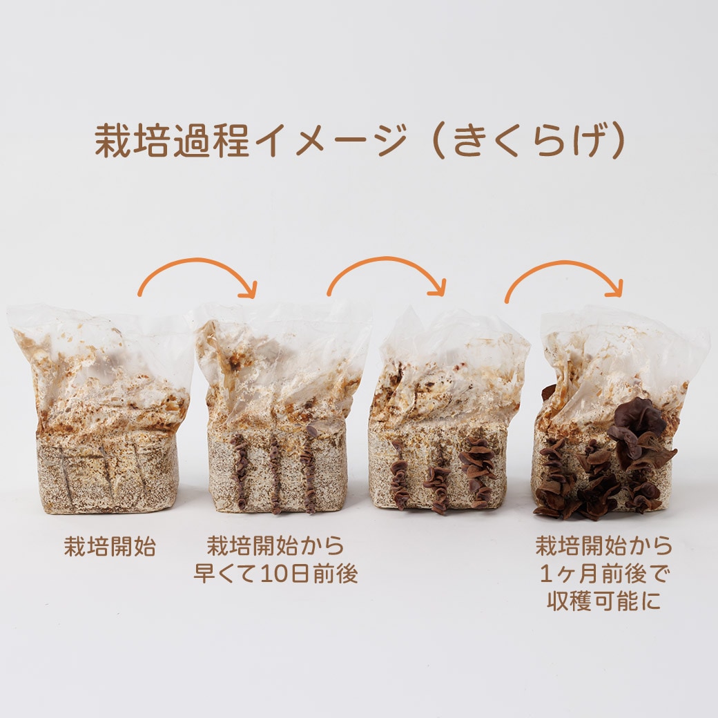 送料込】きのこ生活応援!!選べる『もりもり栽培キット』≪たもぎだけ