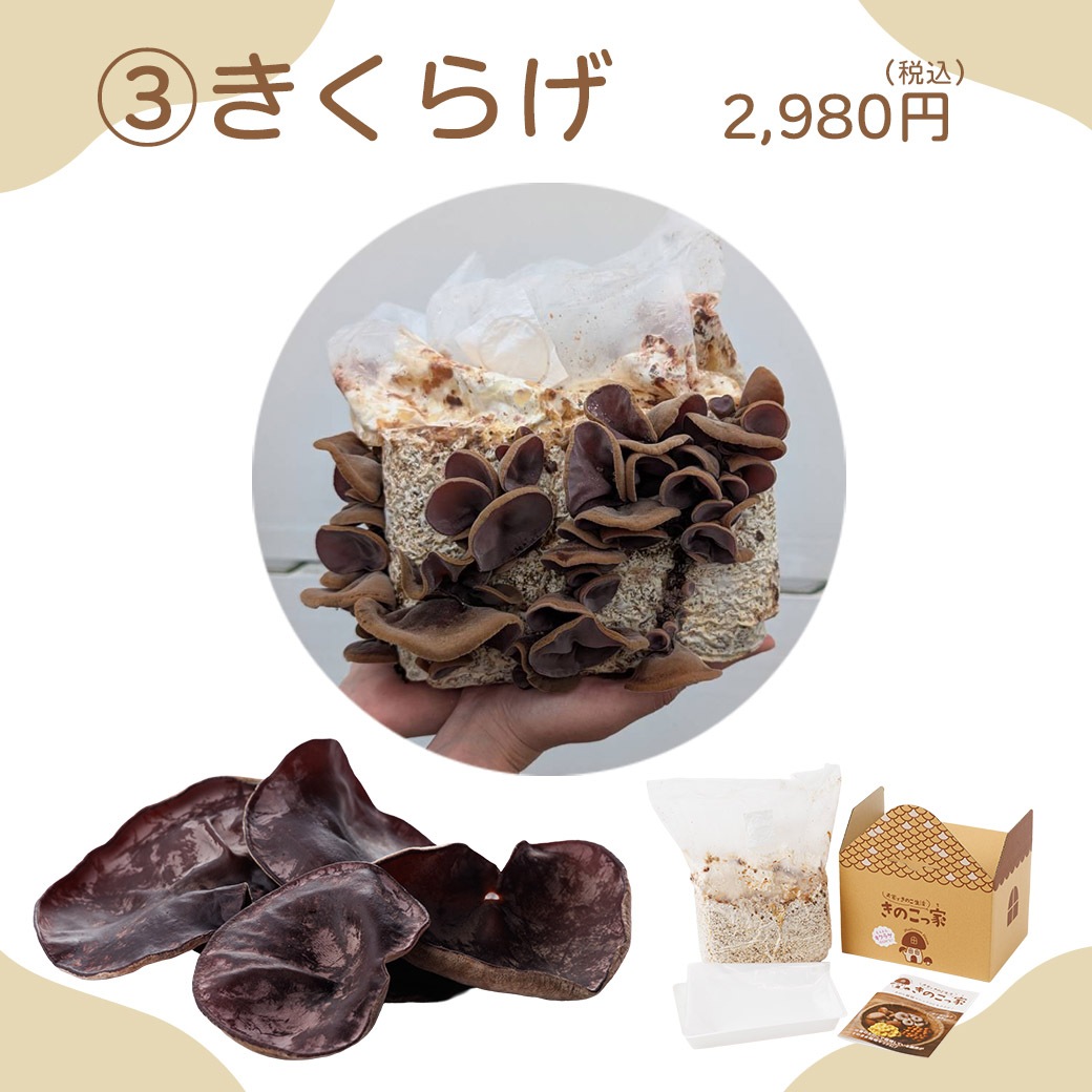 送料込】きのこ生活応援!!選べる『もりもり栽培キット』≪たもぎだけ