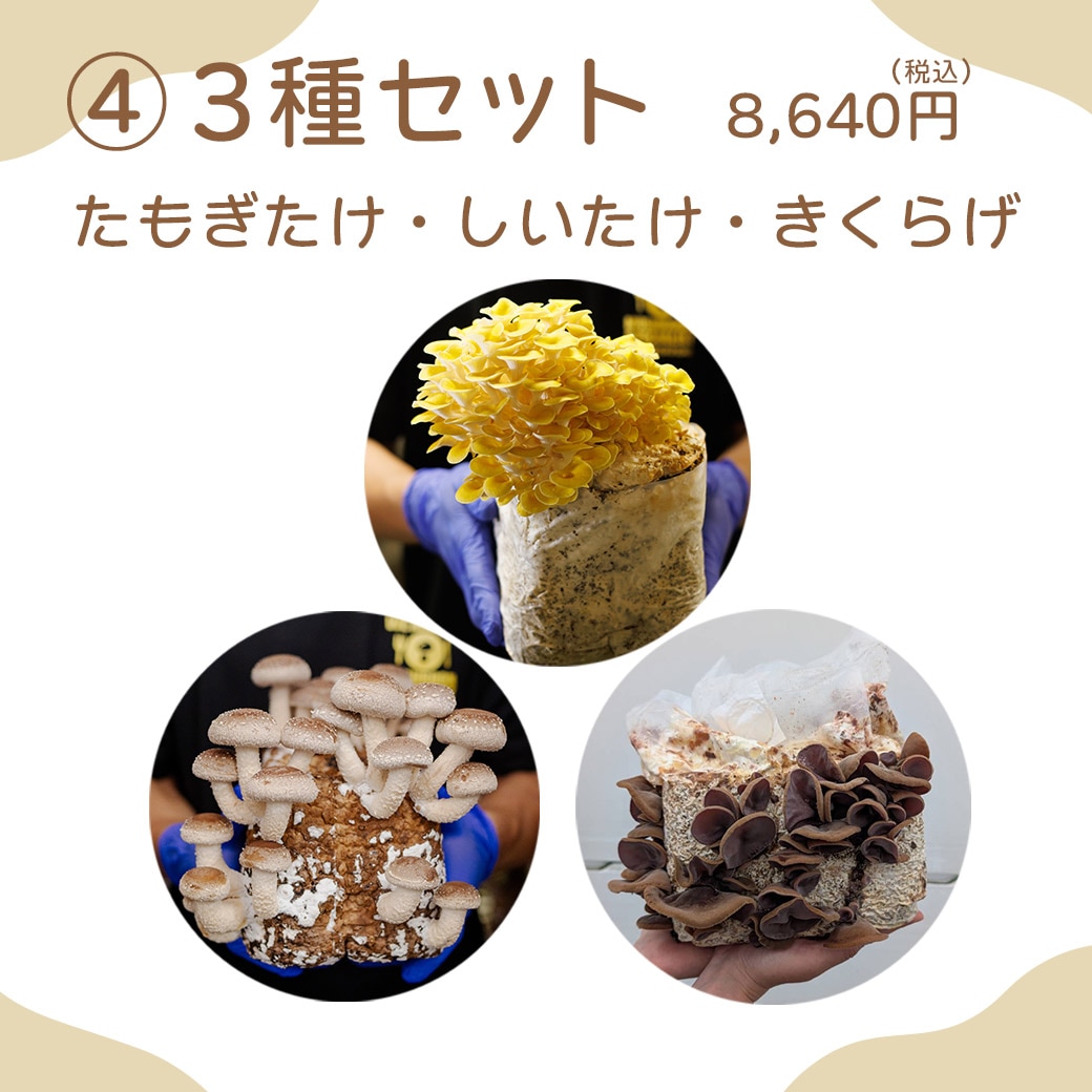 送料込】きのこ生活応援!!選べる『もりもり栽培キット』≪たもぎだけ