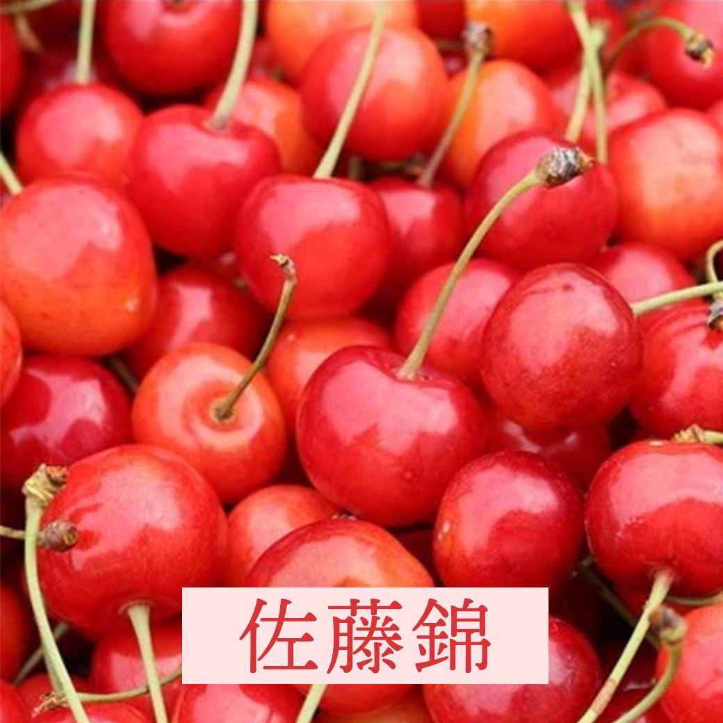 佐藤錦イメージ
