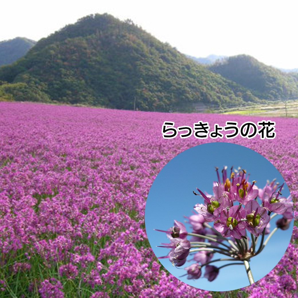 らっきょうの花