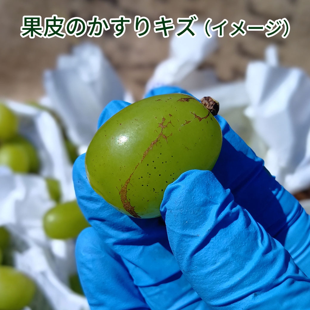 送料込】訳あり完熟！農家だけが知る『黄金色のシャインマスカット