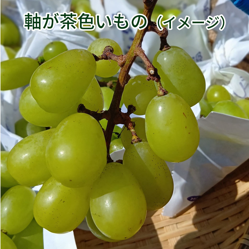 送料込】訳あり完熟！農家だけが知る『黄金色のシャインマスカット