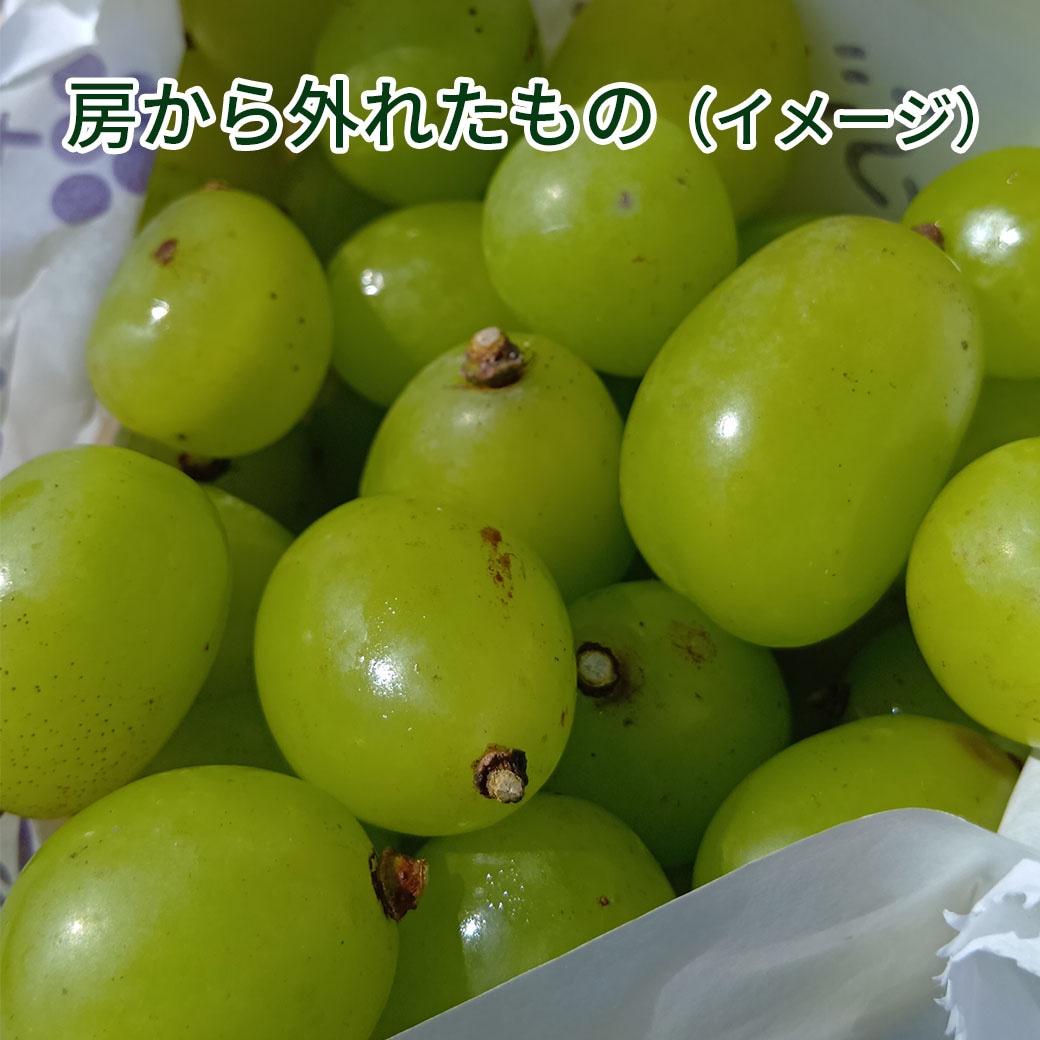 送料込】訳あり完熟！農家だけが知る『黄金色のシャインマスカット