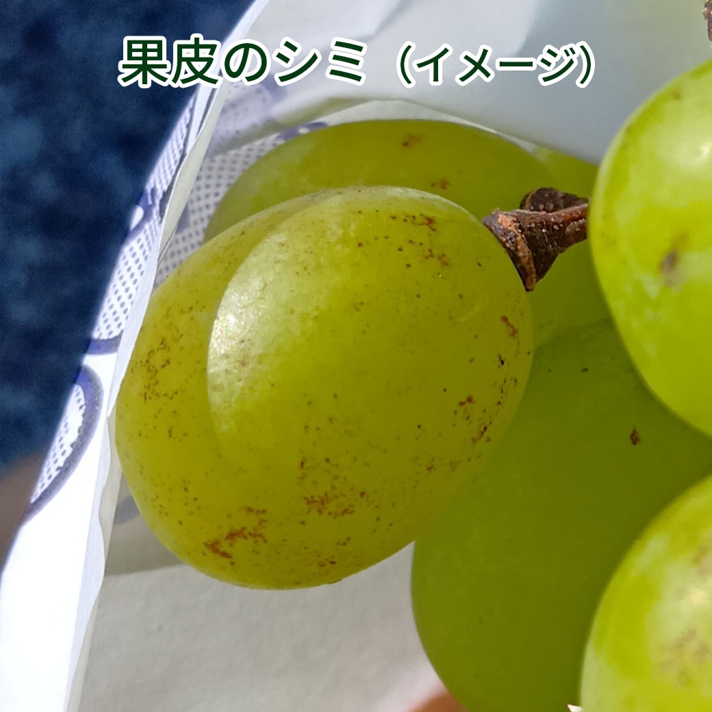 送料込】訳あり完熟！農家だけが知る『黄金色のシャインマスカット