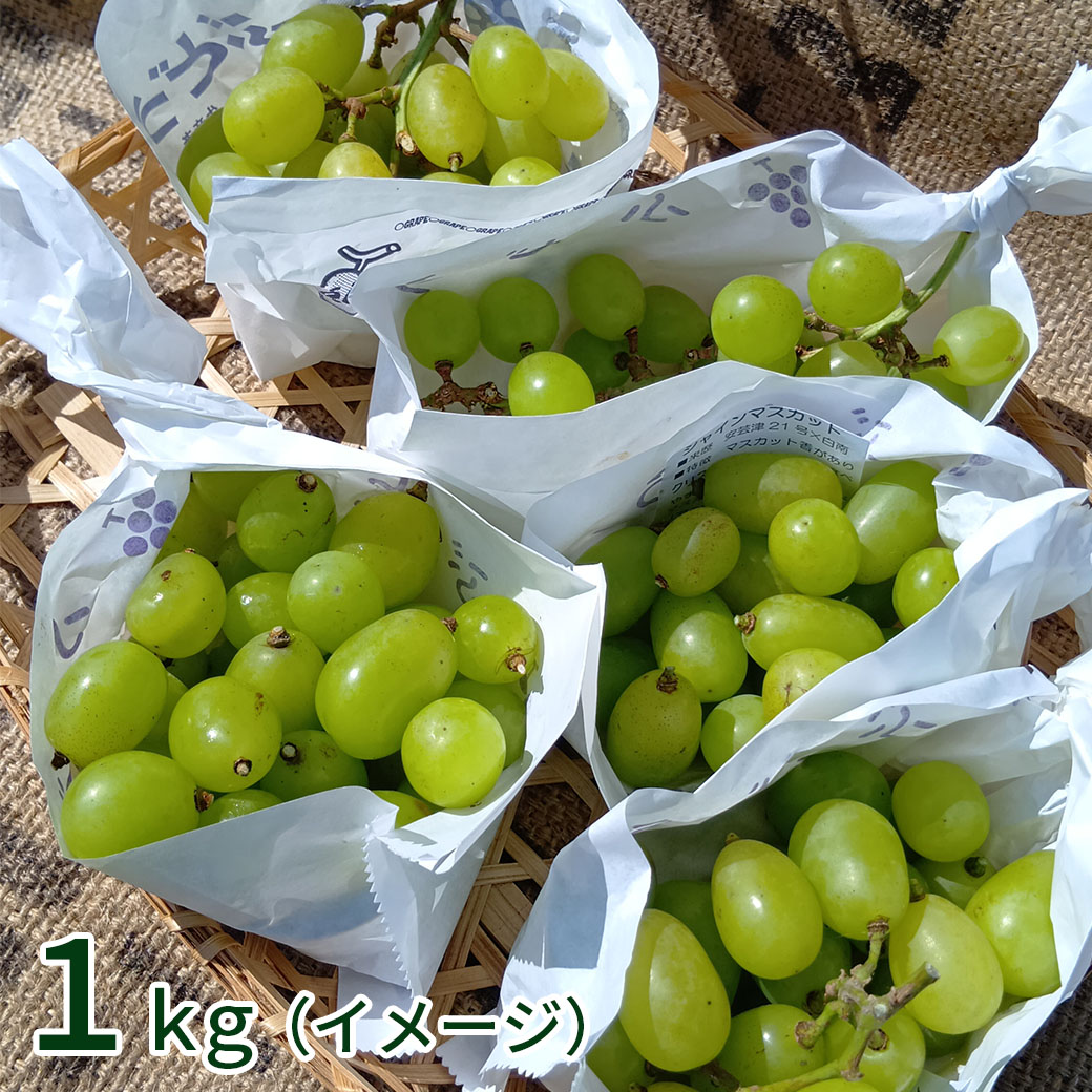 送料込】訳あり完熟！農家だけが知る『黄金色のシャインマスカット