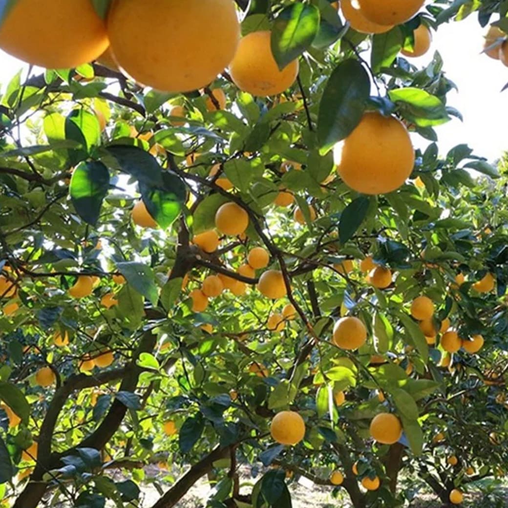 愛南ゴールド木成りイメージ