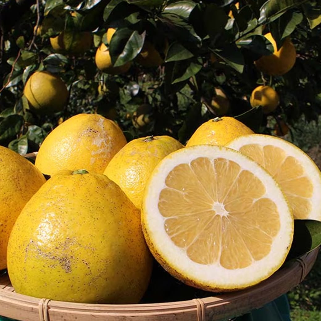 愛南ゴールド木成り