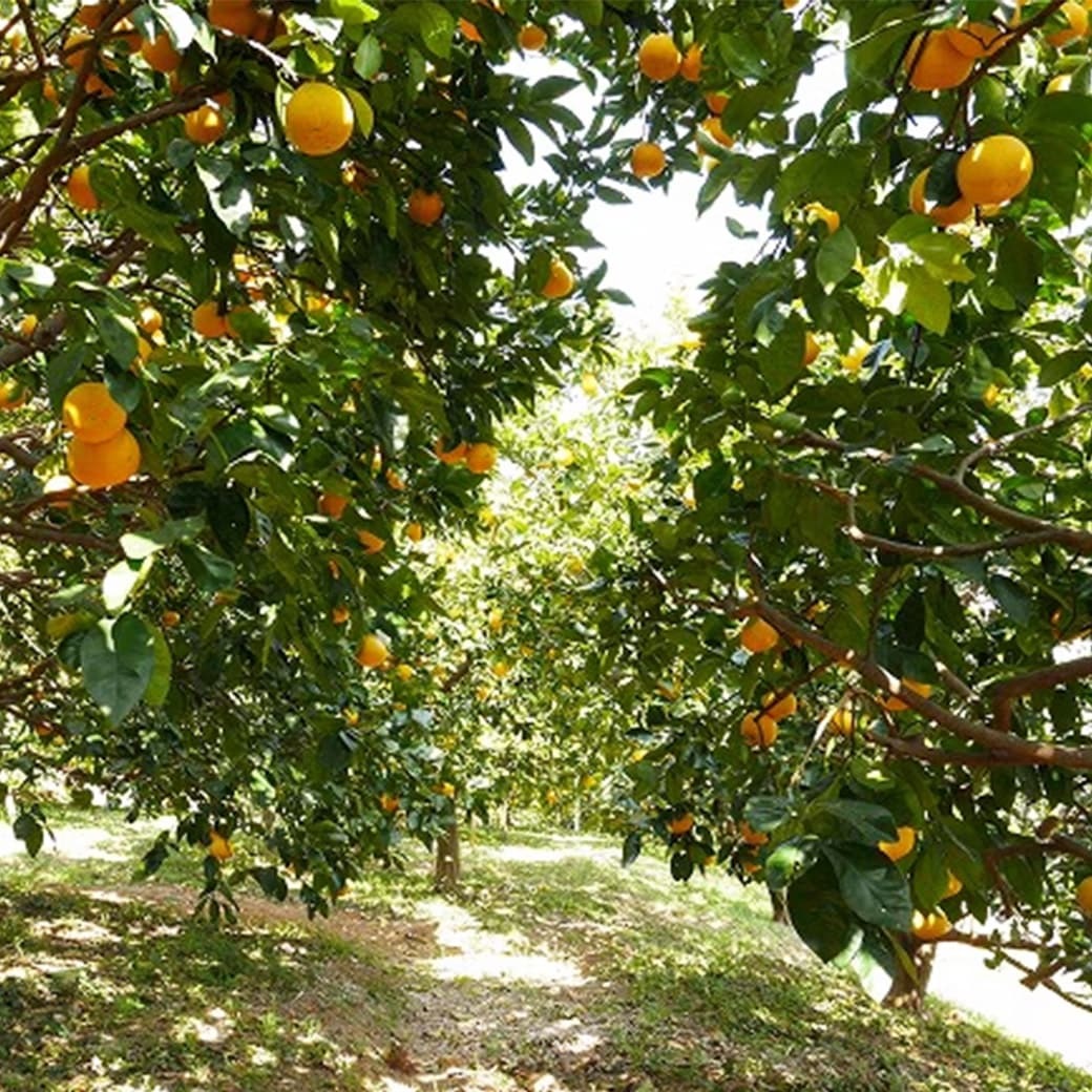 河内晩柑木成りイメージ