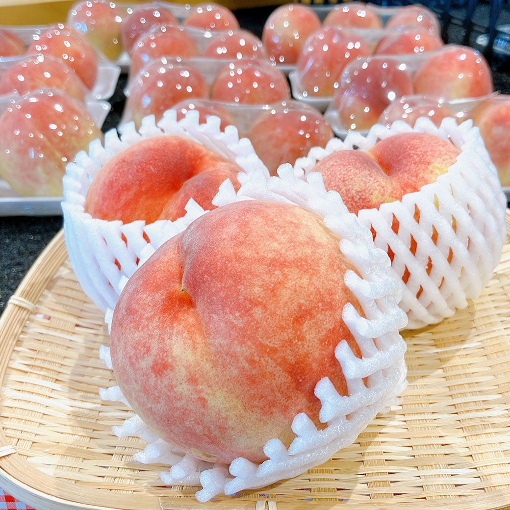 あかつき①