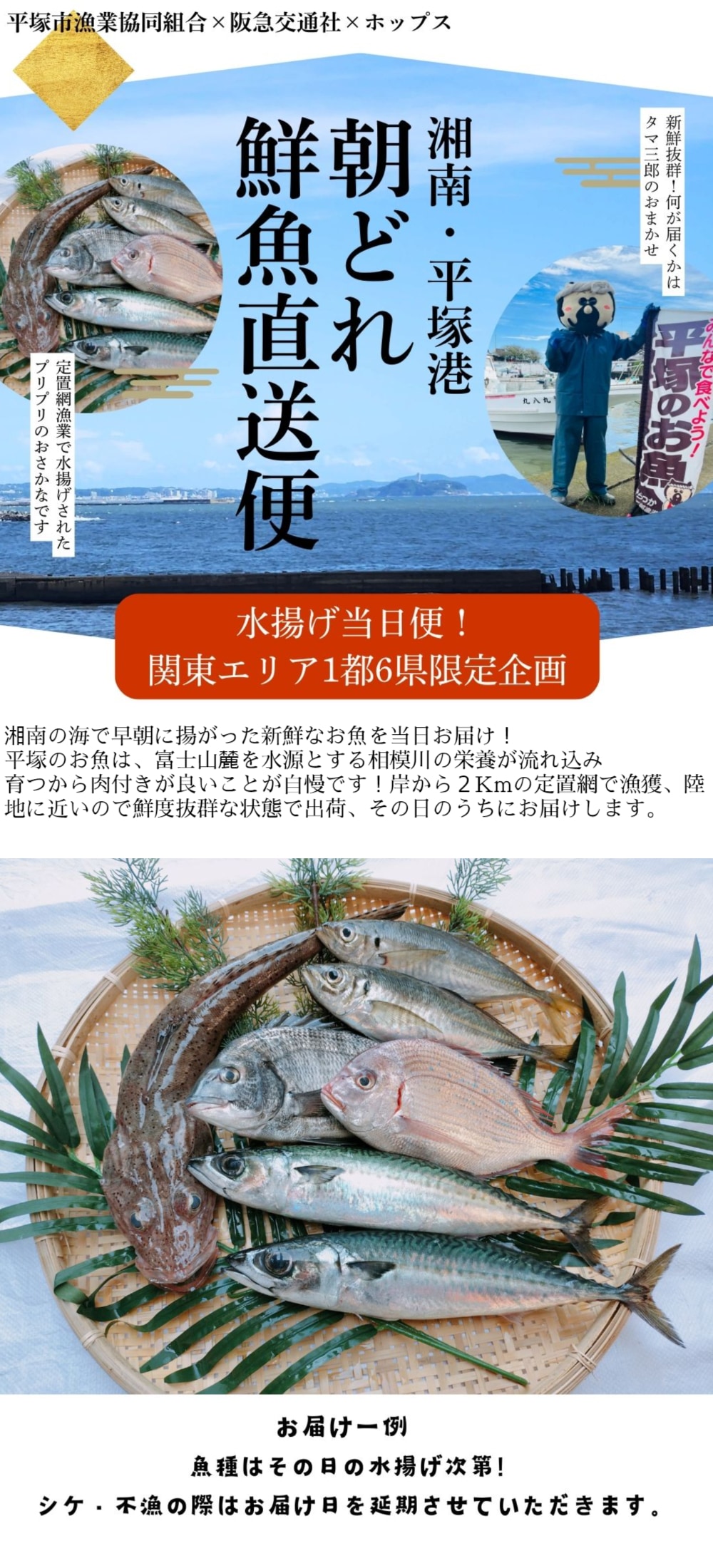 関東地区限定】湘南・平塚漁港直送 朝どれ鮮魚直送便 タマ三郎おすすめ
